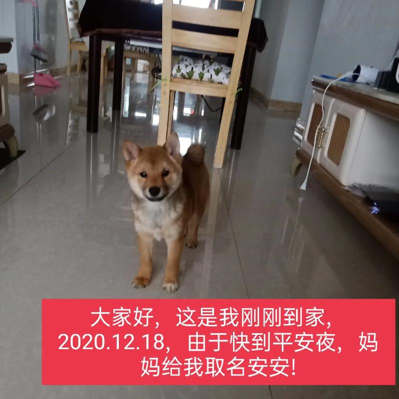 2025新澳门天天开奖免费和狗闯村民家咬伤女童与村里的狗咬人,应该找谁解决