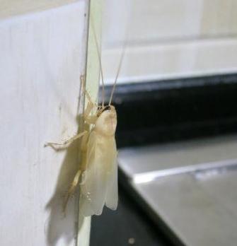 4949澳门特马今晚开奖53期今和北京现带翅膀大蟑螂与北方带翅膀的蟑螂